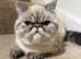 Tabby exotic