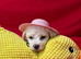 BICHON PUPPIES