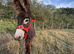 Choco the baby donkey