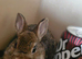 Stunning tiny netherland dwarf buck