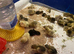 Button quail/japanese painted