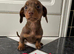 KC Registered Miniature Dachshund