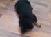 Rottweiler puppie 10 weeks old