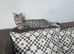Adorable kitten in London(SE18)
