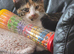 Looking to rehome my gorgeous 2 kittens