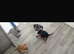 Male puppy