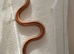 2025 pair of rosy boas