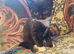 British shorthair x kittens