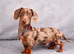 Mr Darcy &ndash; Chocolate Dapple Dachshund Stud