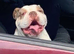 Old tyme English bulldog
