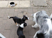 Six Puppies for sale