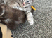 Stunning litter of 7 Maine coons