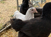 Sexed POL chickens 16-19 weeks old