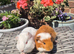 Young Female Guinea Pigs