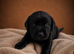Exceptional Labrador retriever puppies
