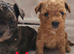 Stunning miniature Maltipoo Puppies