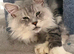 Xxl mainecoon cubs