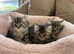 Pure Persian kittens