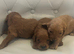 Fully red Cavapoo puppies