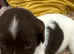 Liver & white Kc ESS puppies