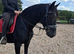 Roxy Registered Hackney Ride & Drive mare