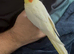 Tame Cockatiel with cage