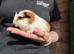 Beautiful Baby Guinea Pigs Mixed Colour Male & Femal