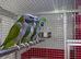 Derbyan parrot