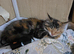 Stunning Tortoiseshell Maine Coon Cross Kitten - Female