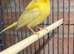 Mixed canaries for sale