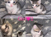 7 GORGEOUS RAGDOLL CROSS KITTENS