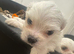 Bichon Maltese for sale