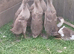 Fawn Indian Runner Ducklings