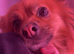 pomeranian puppys