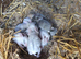 rabbits