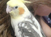 Hand reared silly tame cockatiels