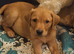 Red/yellow labrador puppiew
