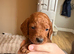 Cockapoo