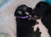 Beautiful litter of GSD puppies for sale