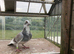 Racing pigeons for sale