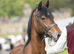 Well Bred Registered Welsh D