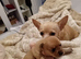 3 days old beautiful chuiahuia puppies
