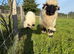 Valais Blacknose Ram-Lamb for Sale