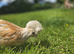 Chamois Polish Cockerel