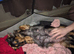 3 lovely dachunds available