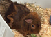 My two beautiful rosette boys Junior and Sol for rehoming aged 10 months