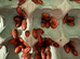 Dubia roaches all size