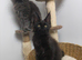 Maine coon kitten