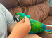 Rare stunning hybrid macaw milligold macaw in Westminster