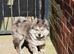 Beautiful lilac and Merle chow chow puppies